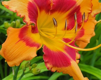 Hemerocallis Daylily ‘Bang Bang’ Planta viva de múltiples abanicos