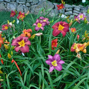 Puede incluir: Un macizo de jard&iacute;n lleno de una variedad de lirios de un d&iacute;a coloridos. Las flores son en tonos de naranja, rojo, morado y amarillo. Las flores est&aacute;n floreciendo en un exuberante jard&iacute;n verde.