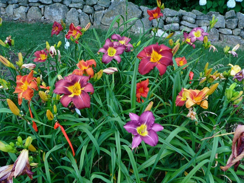 Puede incluir: Un macizo de jard&iacute;n lleno de una variedad de lirios de un d&iacute;a coloridos. Las flores son en tonos de naranja, rojo, morado y amarillo. Las flores est&aacute;n floreciendo en un exuberante jard&iacute;n verde.