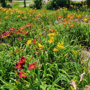 Puede incluir: Un arriate de jard&iacute;n lleno de diferentes variedades de lirios de d&iacute;a en tonos de amarillo, naranja y rojo. Las flores est&aacute;n en plena floraci&oacute;n y el follaje es exuberante y verde.