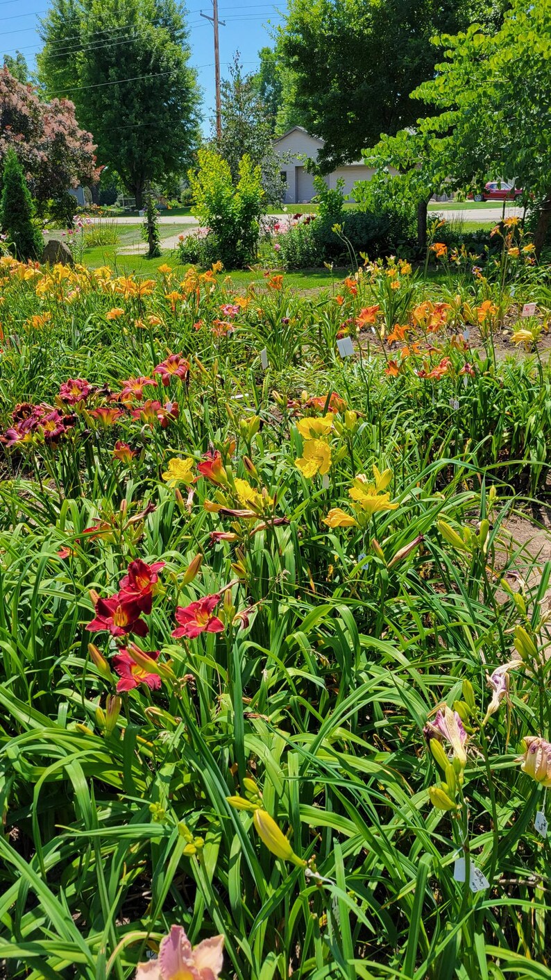 Puede incluir: Un arriate de jard&iacute;n lleno de diferentes variedades de lirios de d&iacute;a en tonos de amarillo, naranja y rojo. Las flores est&aacute;n en plena floraci&oacute;n y el follaje es exuberante y verde.