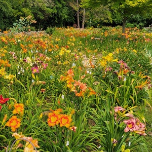 Puede incluir: Un campo de lirios de un d&iacute;a naranja, amarillo y rojo en flor. Las flores crecen en un exuberante jard&iacute;n verde.