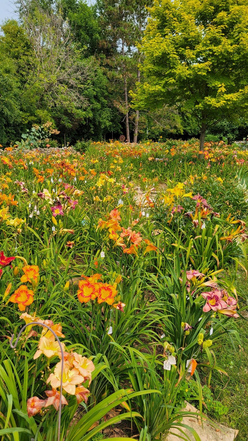 Puede incluir: Un campo de lirios de un d&iacute;a naranja, amarillo y rojo en flor. Las flores crecen en un exuberante jard&iacute;n verde.