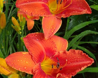 Hemerocallis Daylily ‘Alabama Jubilee’ Multi Fans (Planta viva)