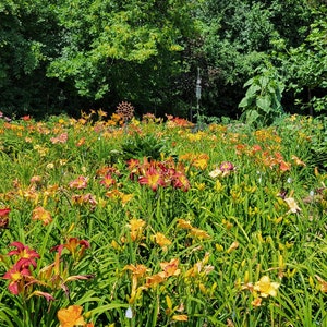 Puede incluir: Un campo de lirios de un d&iacute;a naranja, amarillo y rojo en plena floraci&oacute;n. Las flores est&aacute;n rodeadas de follaje verde y un bosque en el fondo.