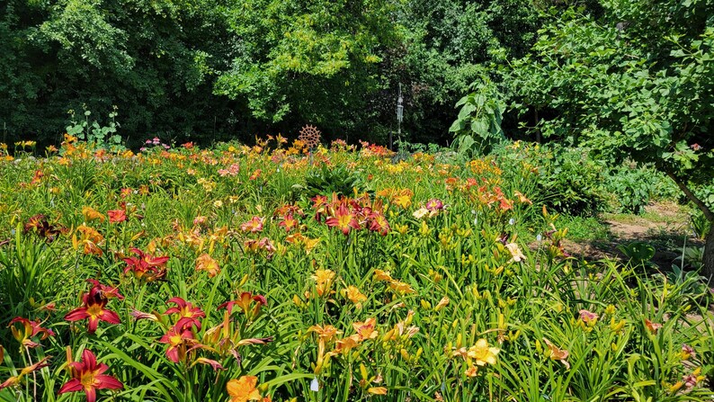 Puede incluir: Un campo de lirios de un d&iacute;a naranja, amarillo y rojo en plena floraci&oacute;n. Las flores est&aacute;n rodeadas de follaje verde y un bosque en el fondo.