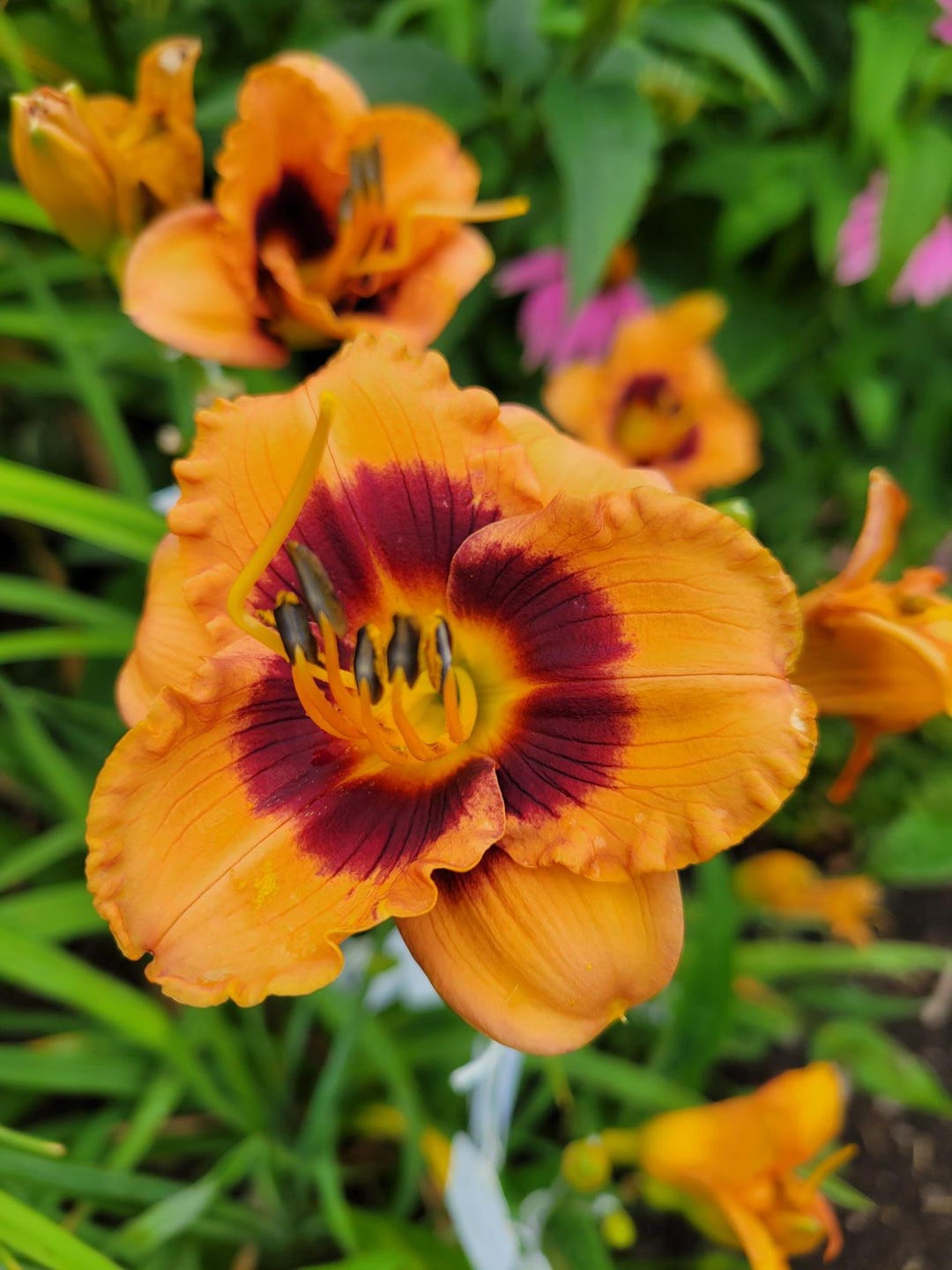 Hemerocallis Hybridized Daylily SEEDS Cheddar Weasel X Alien Invasion 7 ...