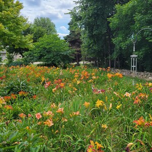 Puede incluir: Un gran arriate de jard&iacute;n lleno de diferentes variedades de lirios de un d&iacute;a de color naranja, amarillo y rojo. Las flores est&aacute;n en plena floraci&oacute;n y crean una vibrante muestra de color.