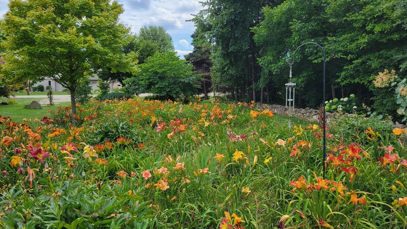 Puede incluir: Un gran arriate de jard&iacute;n lleno de diferentes variedades de lirios de un d&iacute;a de color naranja, amarillo y rojo. Las flores est&aacute;n en plena floraci&oacute;n y crean una vibrante muestra de color.