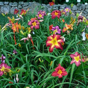 Puede incluir: Una variedad de lirios de un d&iacute;a en flor, mostrando una gama de colores que incluyen rojo, naranja, amarillo y morado. Las flores est&aacute;n rodeadas de follaje verde y un muro de piedra.