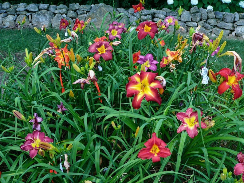 Puede incluir: Una variedad de lirios de un d&iacute;a en flor, mostrando una gama de colores que incluyen rojo, naranja, amarillo y morado. Las flores est&aacute;n rodeadas de follaje verde y un muro de piedra.