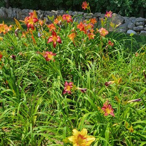 Puede incluir: Un primer plano de un jard&iacute;n lleno de lirios naranja, amarillo y rojo. Los lirios est&aacute;n en plena floraci&oacute;n y est&aacute;n rodeados de follaje verde.