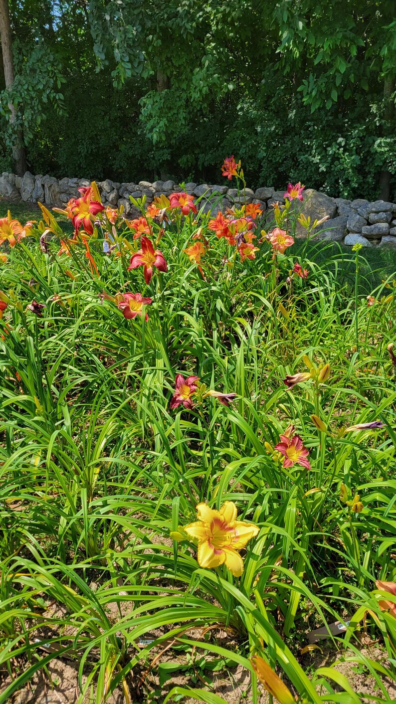 Puede incluir: Un primer plano de un jard&iacute;n lleno de lirios naranja, amarillo y rojo. Los lirios est&aacute;n en plena floraci&oacute;n y est&aacute;n rodeados de follaje verde.