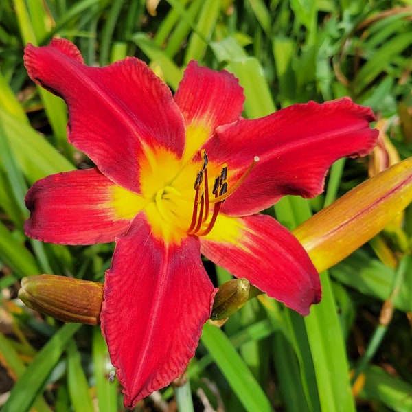 Hemerocallis Daylily ‘Spider Man’ Multi Fans Live Plant