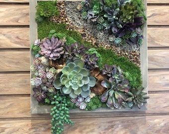 Succulent Wall Art Etsy