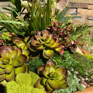May include: A wooden bowl filled with a succulent garden arrangement. The arrangement features green and brown succulents, green moss, and green and brown leafy plants.