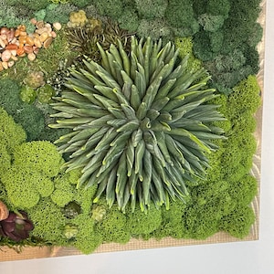 Puede incluir: Una pieza de arte de pared de musgo verde con una gran suculenta verde en el centro. El musgo est&aacute; dispuesto en una variedad de texturas y tonos de verde.