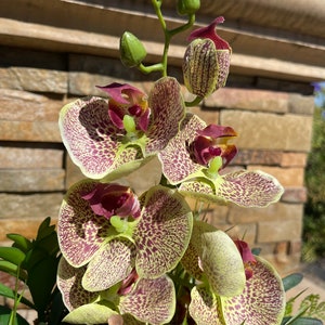May include: A cluster of yellow and maroon orchids with brown speckles. The orchids are in bloom and have green stems and buds.