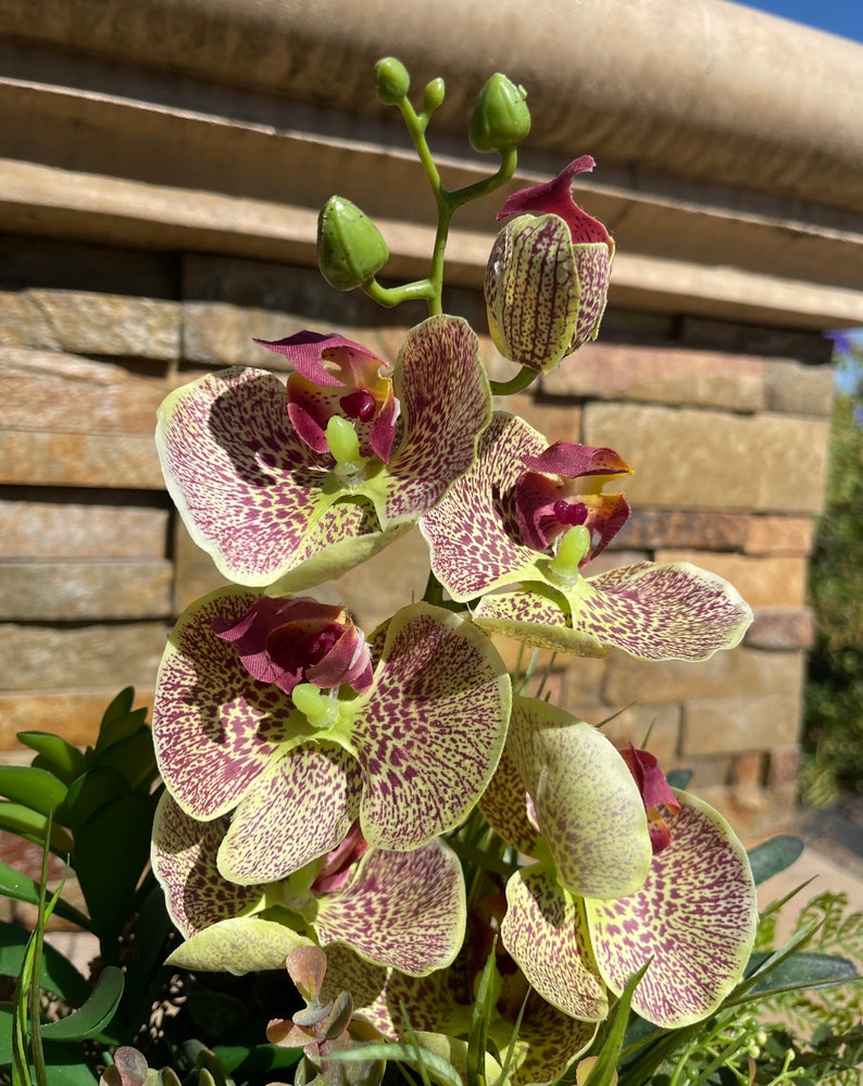 May include: A cluster of yellow and maroon orchids with brown speckles. The orchids are in bloom and have green stems and buds.