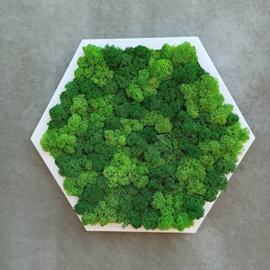Honeycomb Moss Frame, Honeycomb Wall Moss Art, Preserved Moss, Reindeer Moss, Hexagon Frame, Moss Wall Decor, Moss wall art, Honeycomb