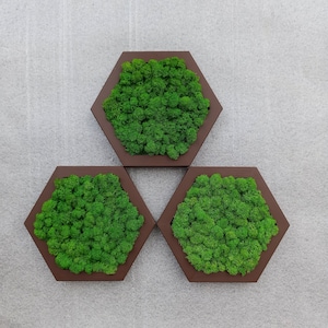 Moss Wall Honeycomb 3 pcs set, Moss Wall Art, Honeycomb Moss Decor, Wood Hexagon, Vertical garden, Living moss wall art, Moss decor