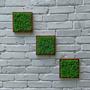 Moss Wall Art, Set Of 3 Moss Frames, Moss Wall, Real Moss decor, Nature Room Decor, Green Wall Art Set, Preserved Moss Art Framed,
