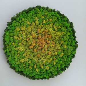 Preserved Moss Art, Moss Wall Art, Circle Moss, Green Moss Wall Art, Preserved Moss Circle, Moss Art, Living Moss Wall Art, Vertical garden