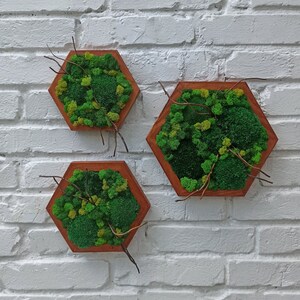 Honingraat Mos Wall Art Set van 3, Moss Wall Art, Honingraat Moss Decor, Hout Zeshoek, Verticale Tuin Wall Art, Levend mos kunst aan de muur,