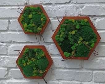 Moss Wall Art, Honeycomb Moss Decor, Moss Wall Honeycomb set  of 3, Honeycomb Set, Green Moss Wall Art, Preserved Moss art, Wood Hexagon