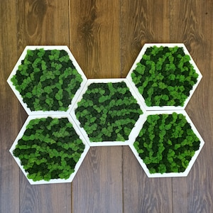 Kunst aan de muur mos, mos muur honingraat set van 5 stuks, groen mos kunst aan de muur, decor honingraat mos, honingraat set, houten zeshoek, geconserveerd mos