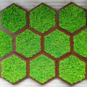 Moss Wall Art, Honeycomb Moss Decor, One to Set of 7, Honeycomb Set, Wood Hexagon, Preserved Moss Wall Decor, Green Moss Wall Art
