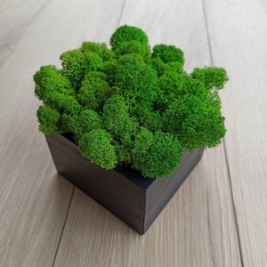 Holz schwarzen Topf mit stabilisiertem Moos, Konserviertes Moos, Moos Herzstück, Zimmerpflanzen, Tischdekoration, Einzigartiges Geschenk Holztöpfe Pflanzgefäß