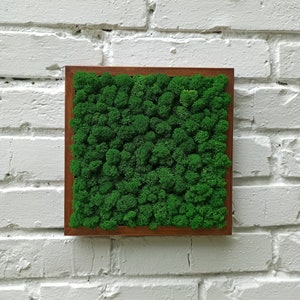 Moss Wall Art, Preserved Moss Art Framed one to Set of 7, square frame with moss, Green Wall Art Set, Real Moss decor, Living moss wall art