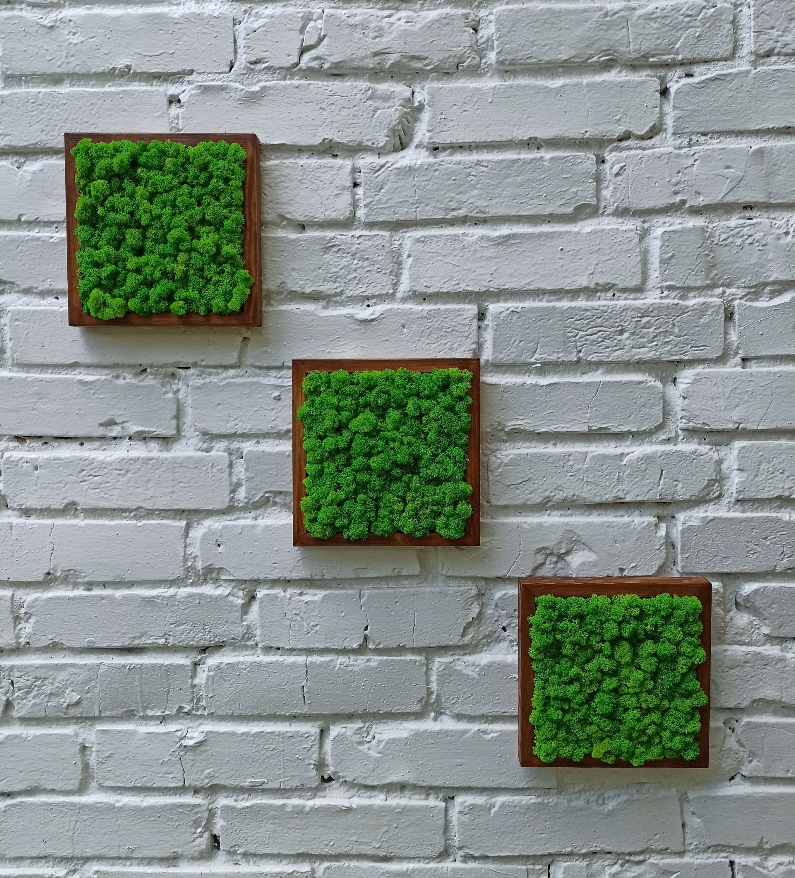 Set Of 3 Moss Frames Moss Wall Moss Wall Art Real Moss Etsy