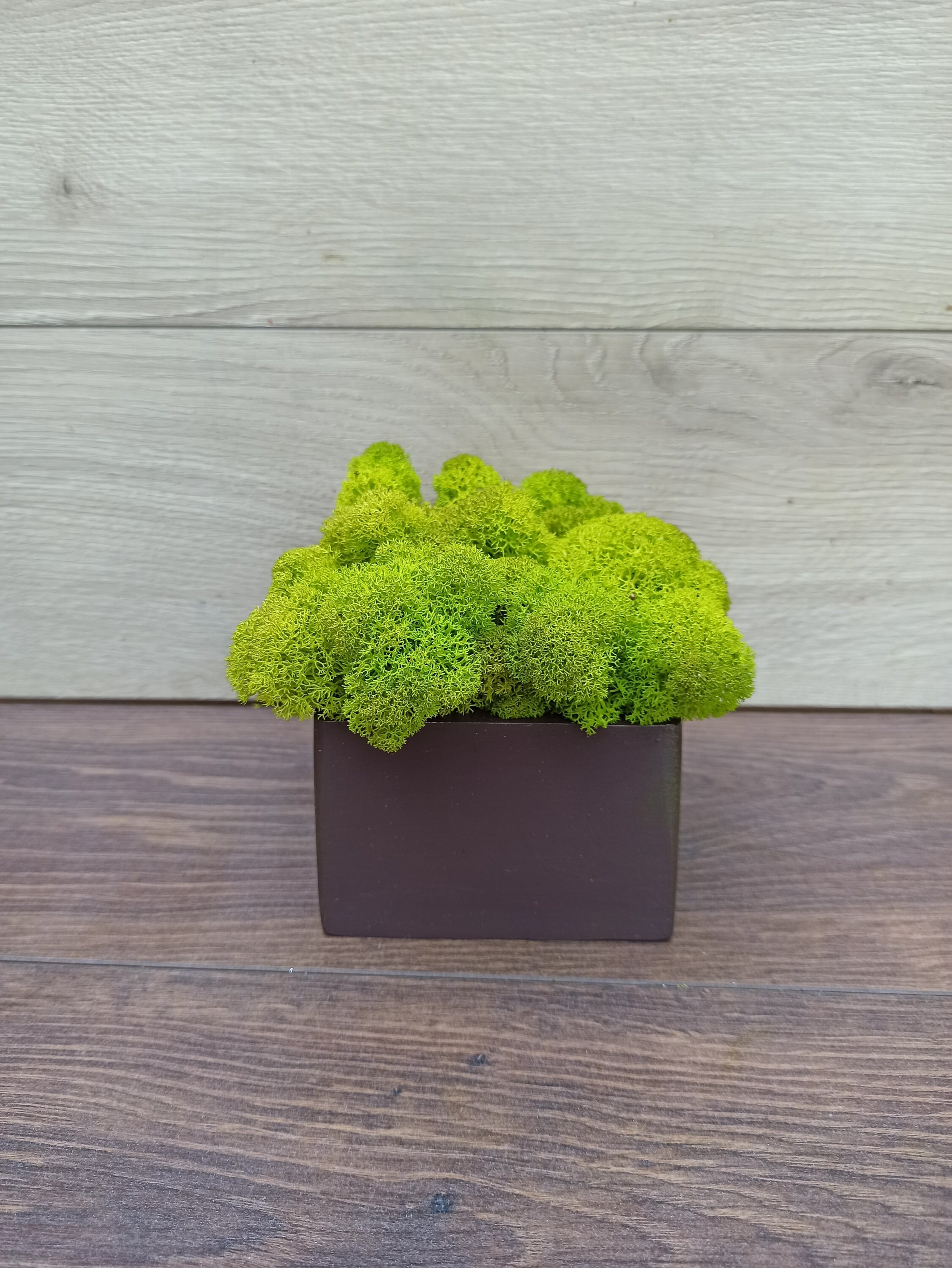 Wooden Pot With Green Stabilized Moss Real Green Moss Etsy