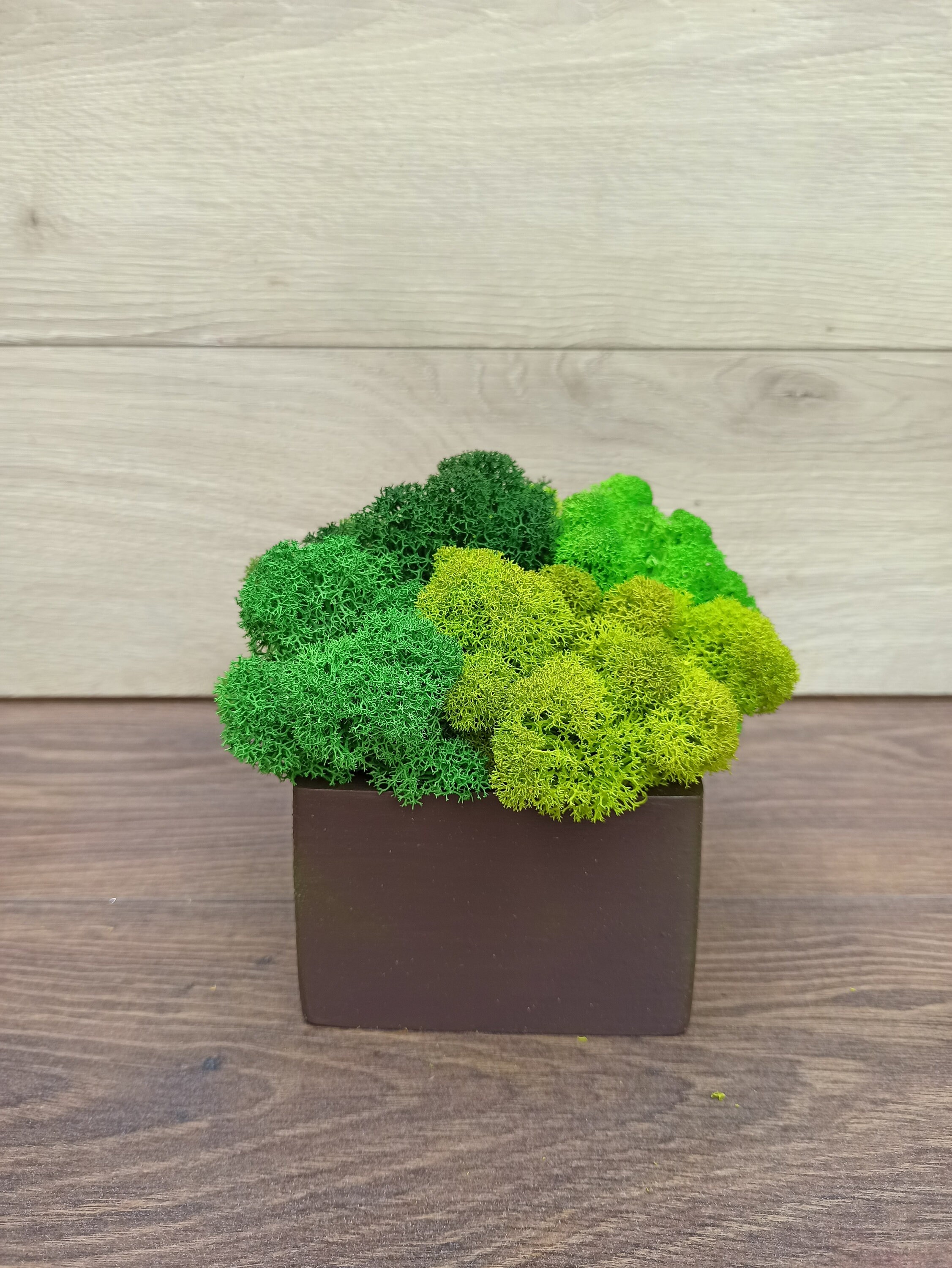 Wooden Pot With Green Stabilized Moss Real Green Moss Etsy