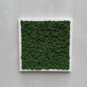 Preserved Moss Art Framed,Moss frame, Nature Room Decor, Real Moss Decor, Living Moss Wall Art, Moss Wall Art, Green wall art, moss art