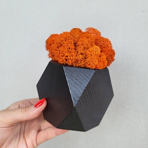 Islandmoos im schwarzen Holztopf, Zimmerpflanzen, kleiner Übertopf, Moostopf, Halloween Geschenk, Halloweendekoration, Holztöpfe, Zimmerpflanzen