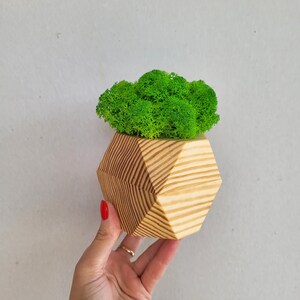 Islandmoos im Holztopf, Moostöpfe, Kleiner Blumentopf, Konserviertes Moos, Zimmerpflanzen, Muttertagsgeschenk, grünes Moos, Holztöpfe