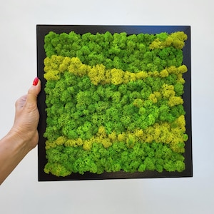 Preserved Moss Art Framed, square frame with moss, Moss frame, Nature Room Decor, Green Wall Decor, Real Moss Decor, Living Moss Wall Art