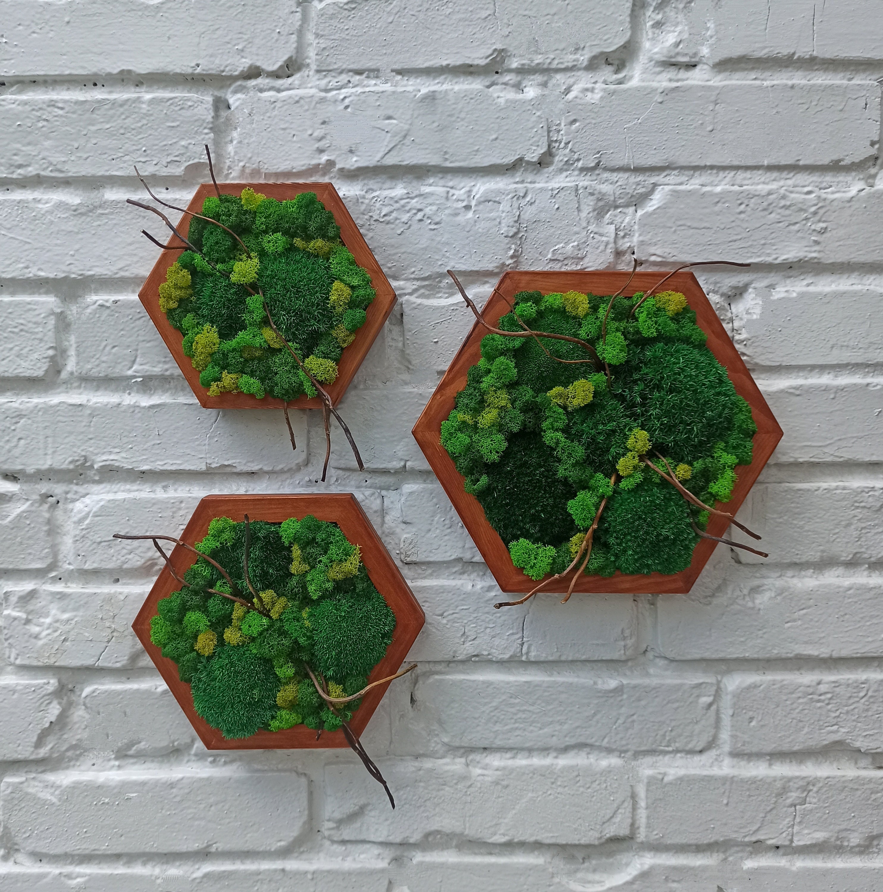 Moss Wall - Hexagon – GrowUp Greenwalls