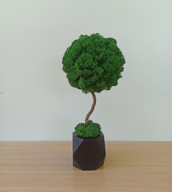 granatapfel bonsai überwintern Zwerg Granatapfel Bonsai Samen mit hoher Keimrate main image 0