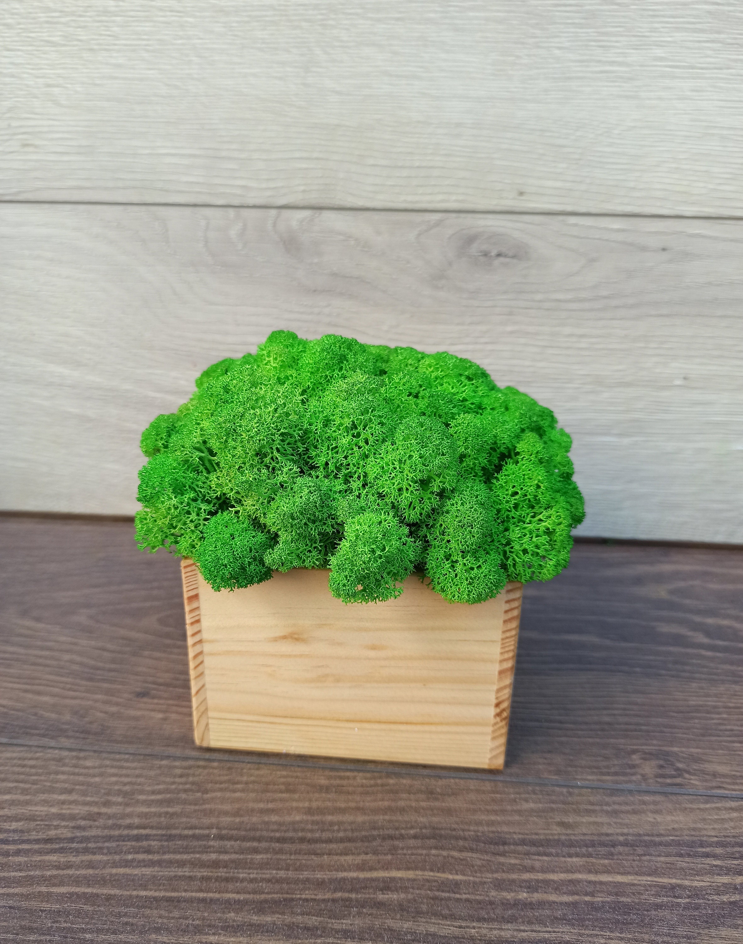 Wooden pot with green stabilized moss real green moss Etsy