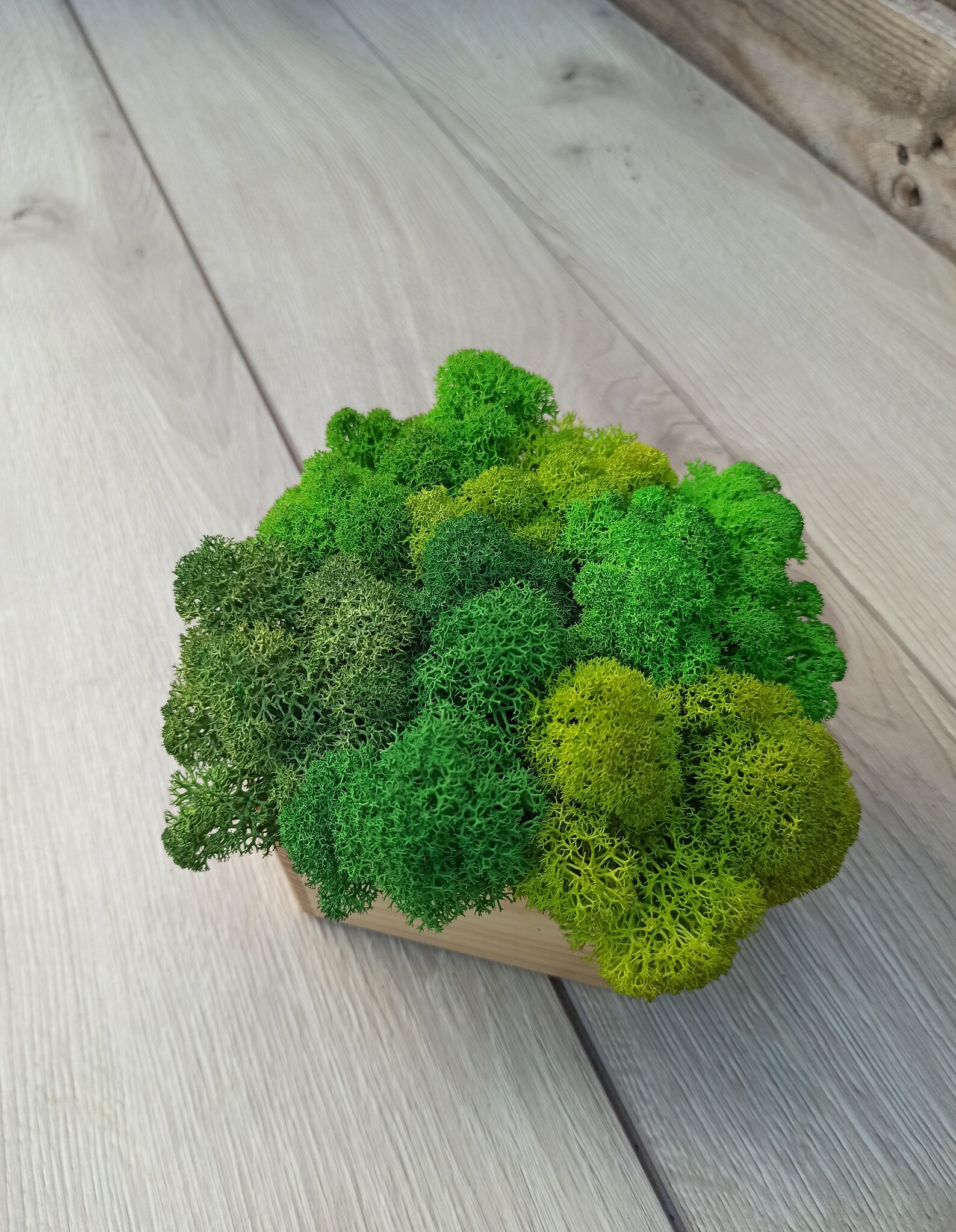 Wooden pot with green stabilized moss real green moss Etsy