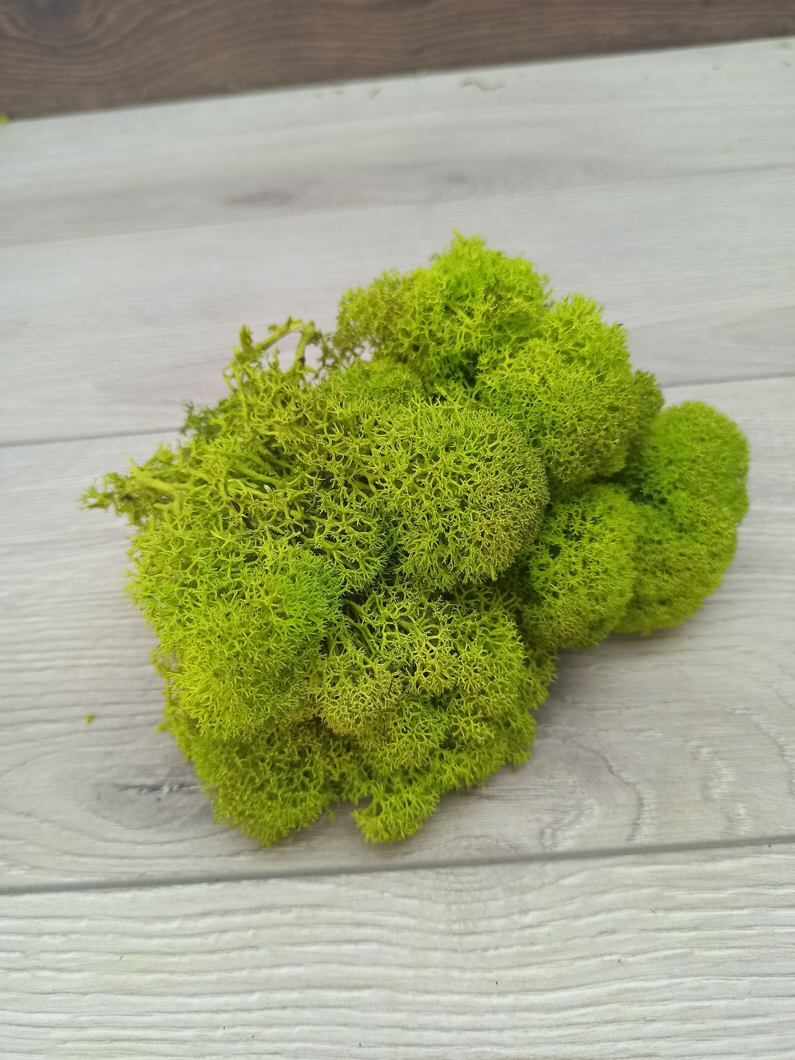 Real Moss Name Art, Moss Names, Childrens Wall Art, Living Names, Wall ...