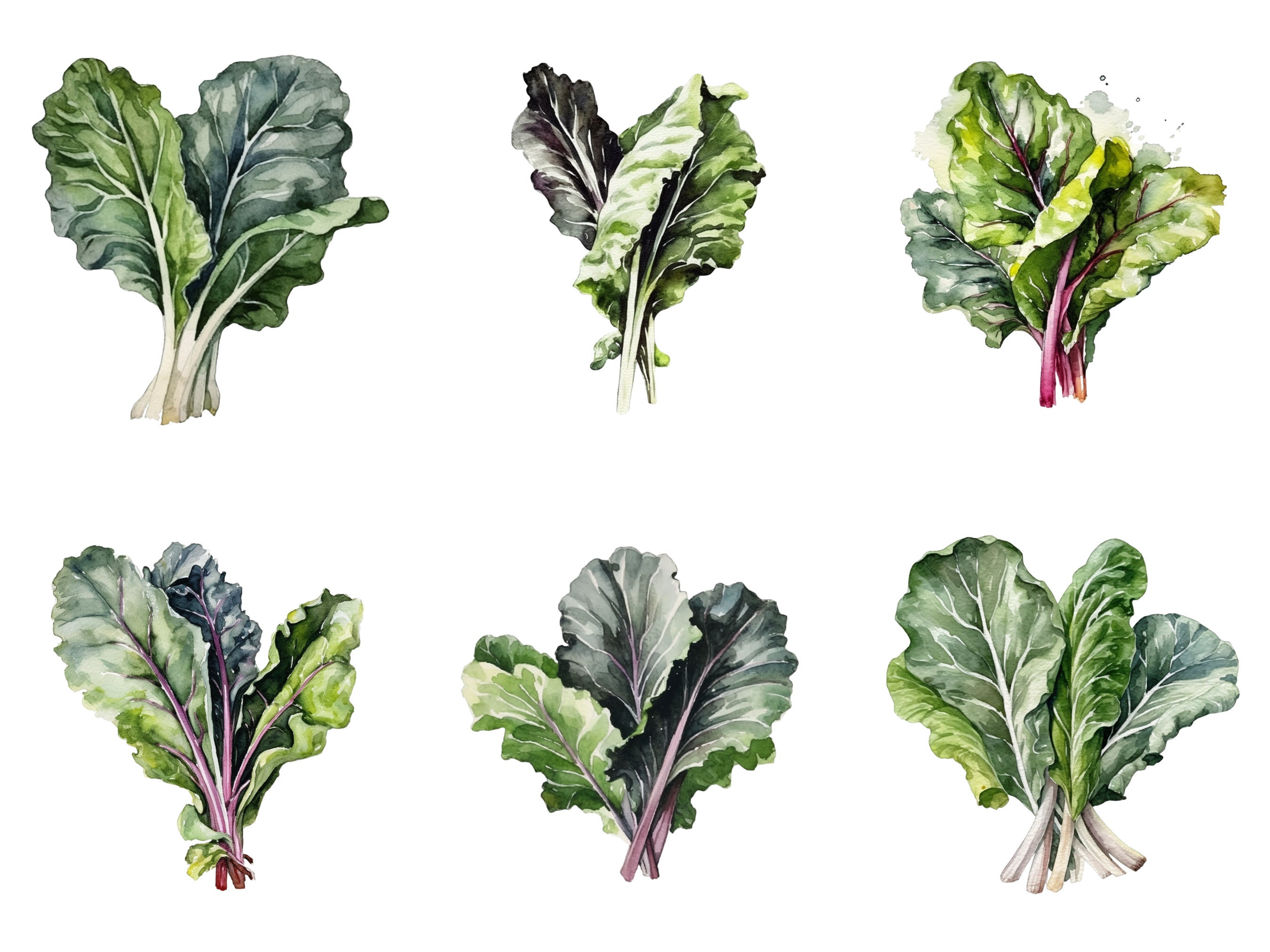 Swiss Chard Clipart Set Digital Png Bundle Clip Art Etsy UK