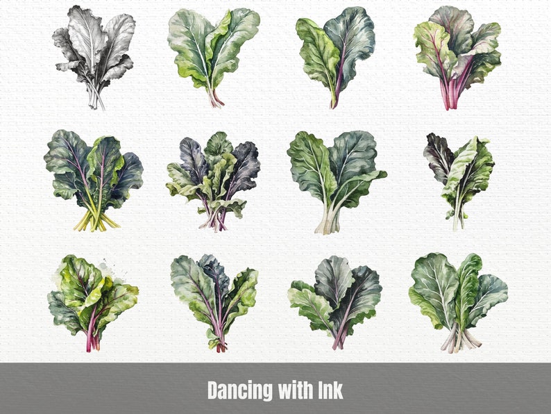 Swiss Chard Clipart Set Digital Png Bundle Clip Art Transparent Images