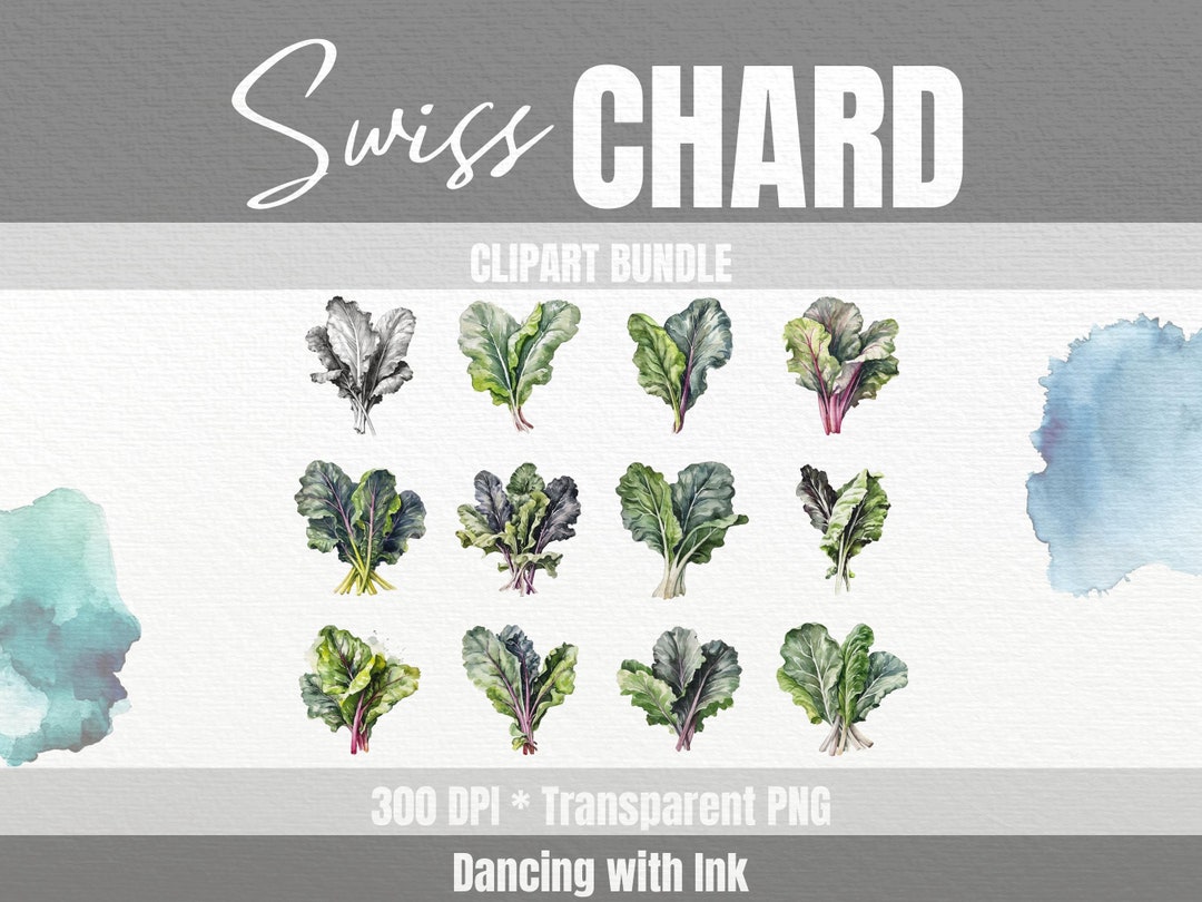 Swiss Chard Clipart Set Digital Png Bundle Clip Art Transparent Images