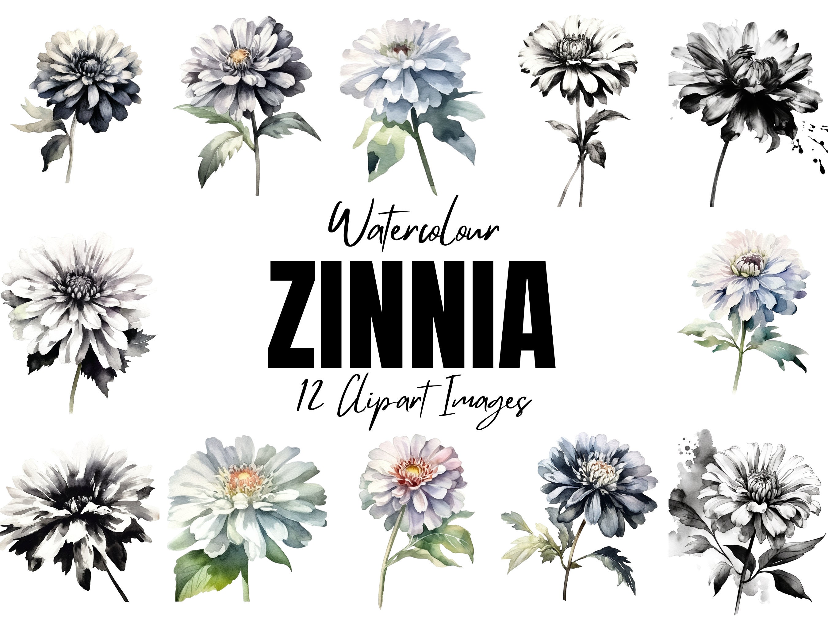 Zinnia Clipart Black And White