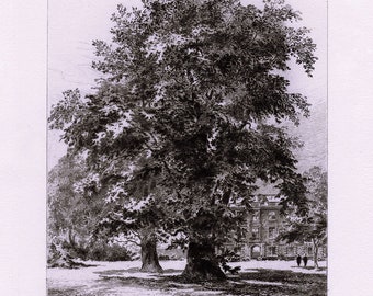 TOUSSAINT Original 1800s Etching &quot; The Yard of Christ College&quot; SIGNED Custom FRAMED Gallery Certificate